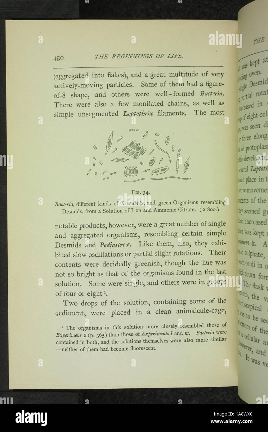 Die Anfänge des Lebens (Seite 450) BHL 34480204 Stockfoto