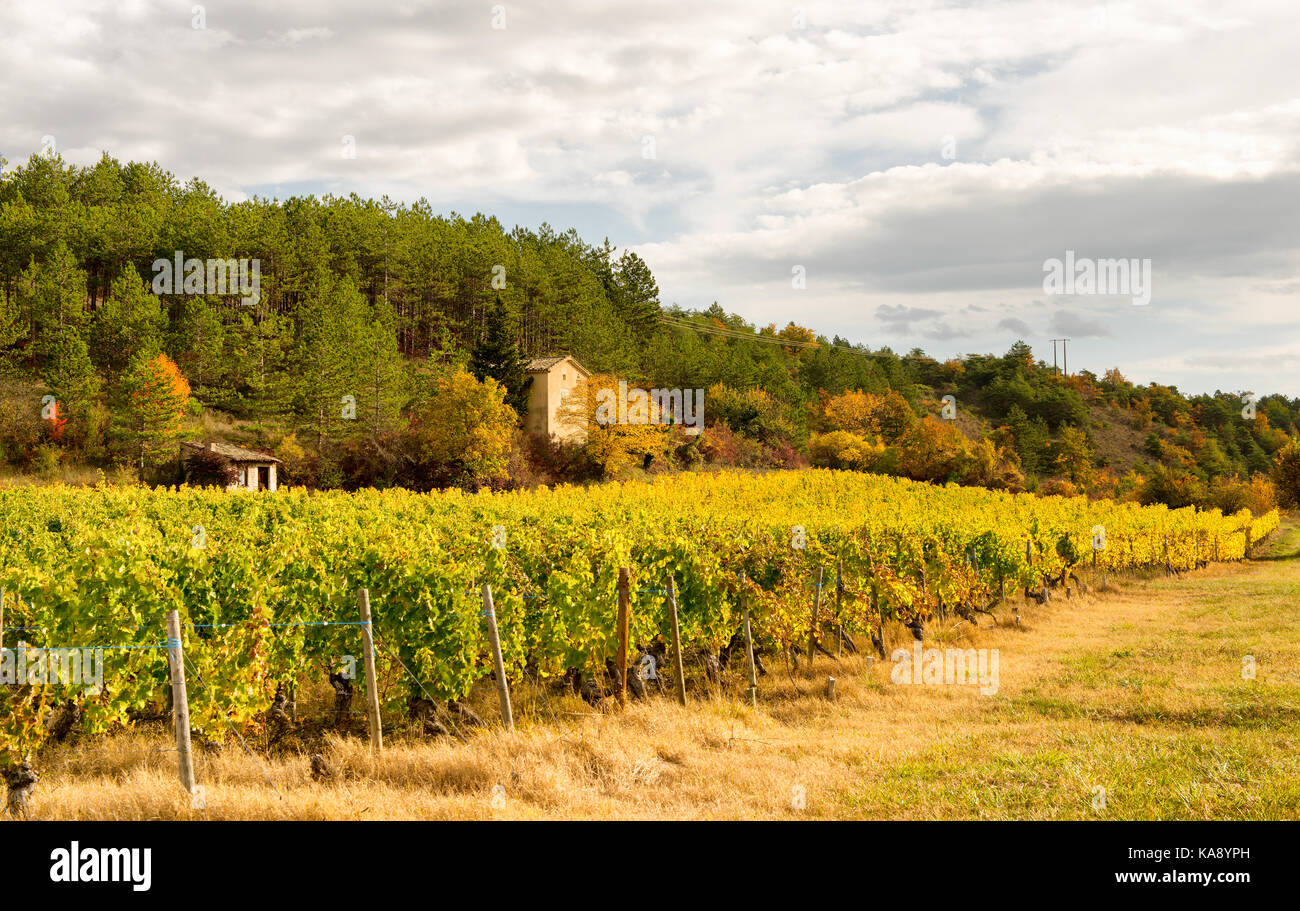 Weinberge in Frankreich, Herbst, Drome, Wein Clairette de sterben Stockfoto