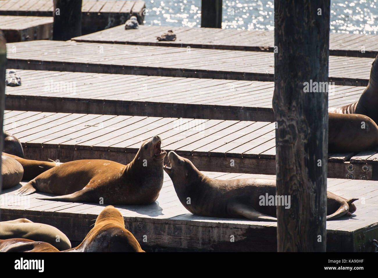 Kalifornische Seelöwen am Pier 39 in San Francisco, Kalifornien, USA Stockfoto