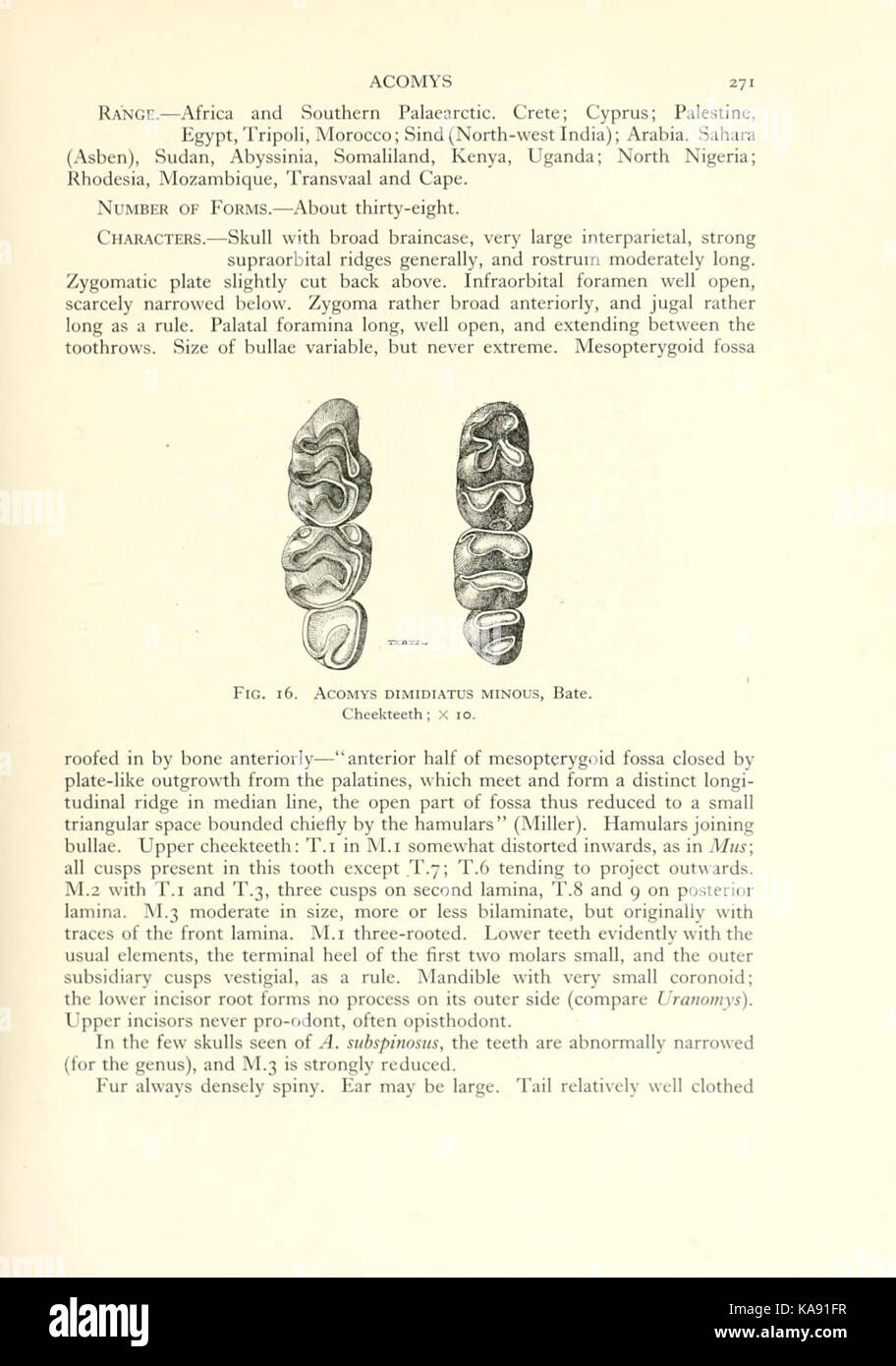 Die Familien und Gattungen der lebenden Nagetieren (Seite 271) BHL 8410590 Stockfoto