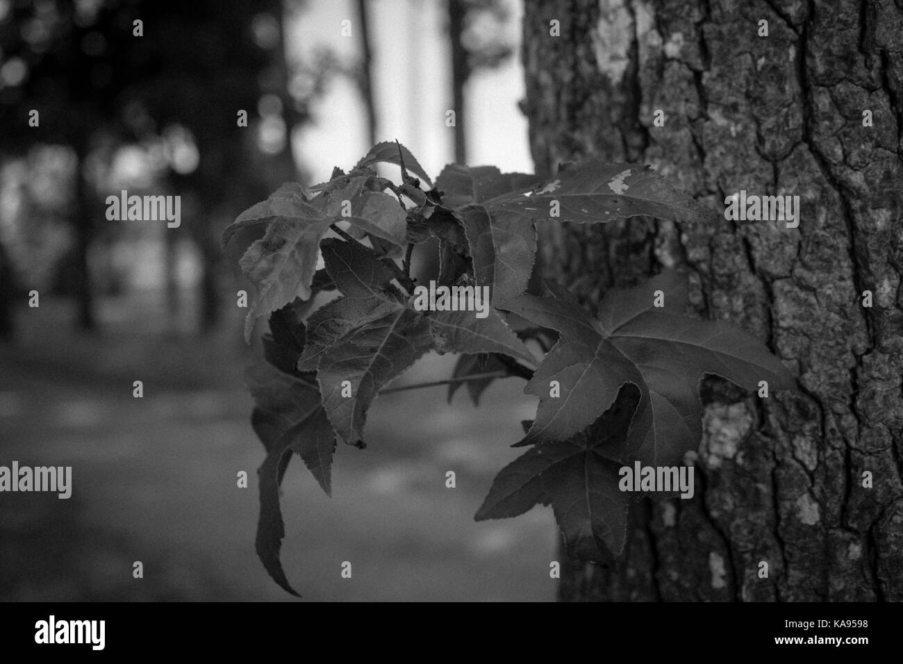 Baum in Graustufen Stockfoto