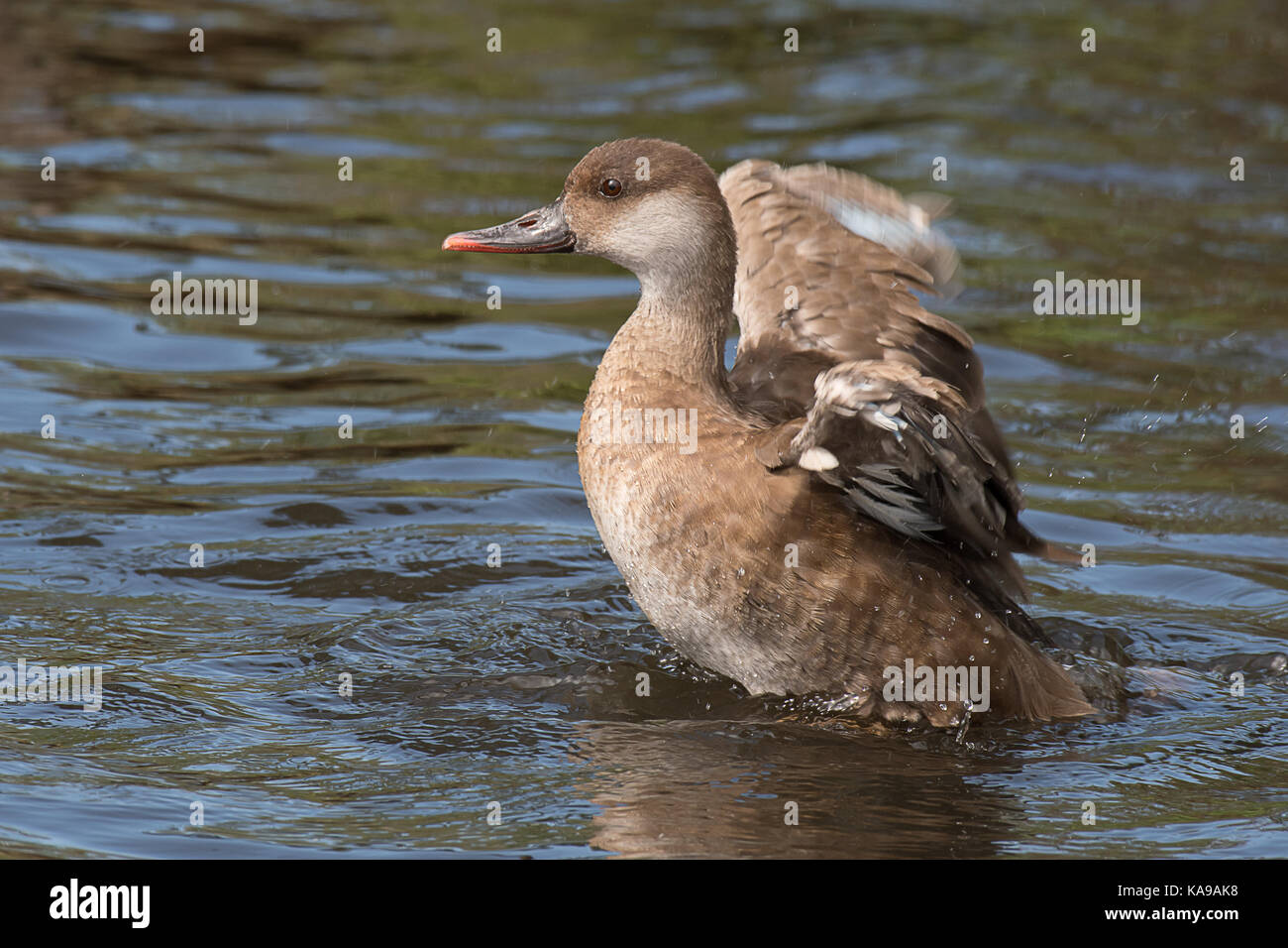 Eine rote Crested pochard auf dem Wasser stehend und seine Flügel ausbreitet, sie weg zu Trocknen nach dem Waschen Stockfoto