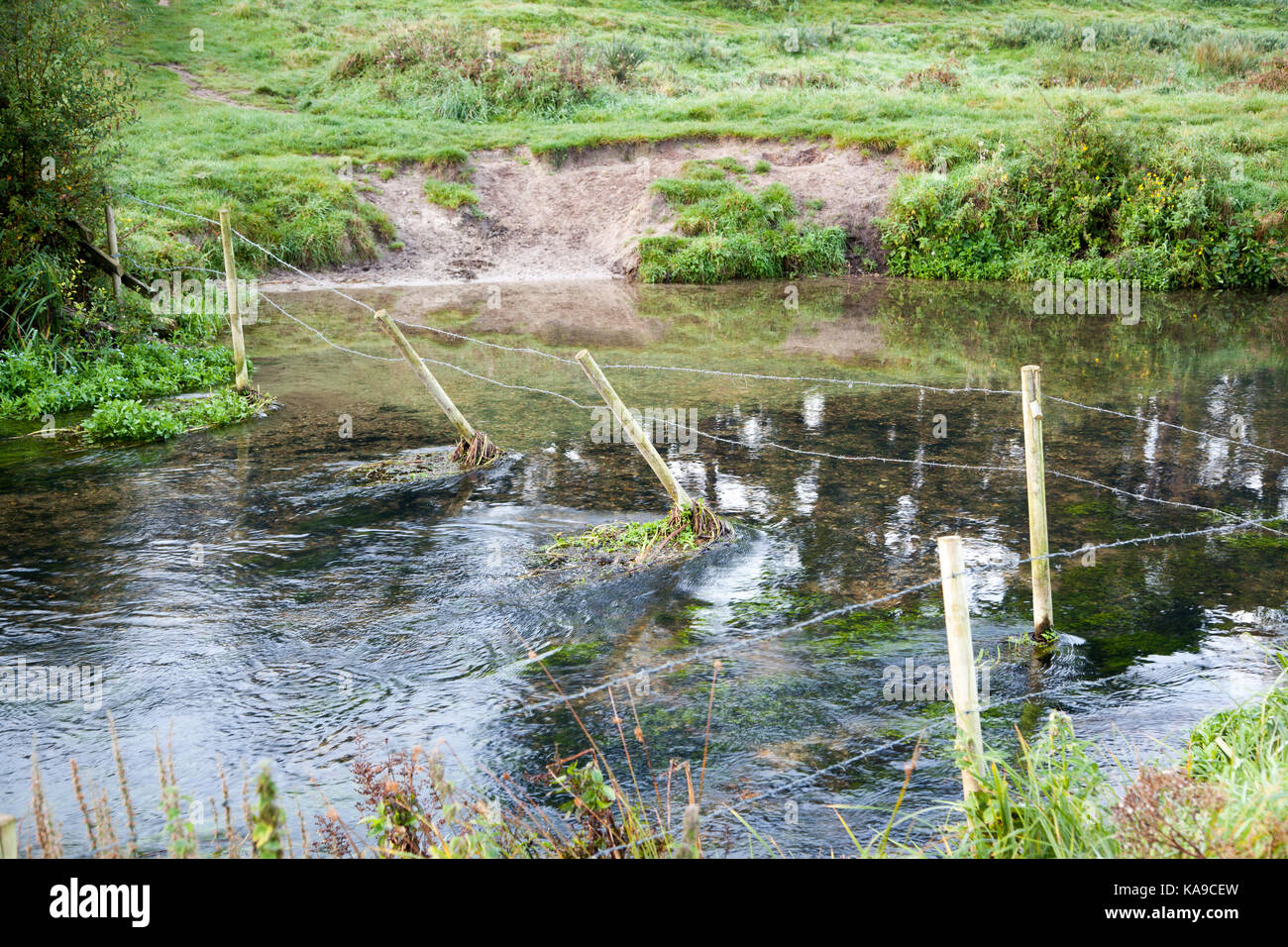 Wareham, Dorset - Flusses Piddle/Trent/North River, Stacheldraht über den Fluss zu stoppen, Kühe zu Fuß den seichten Fluss Stockfoto