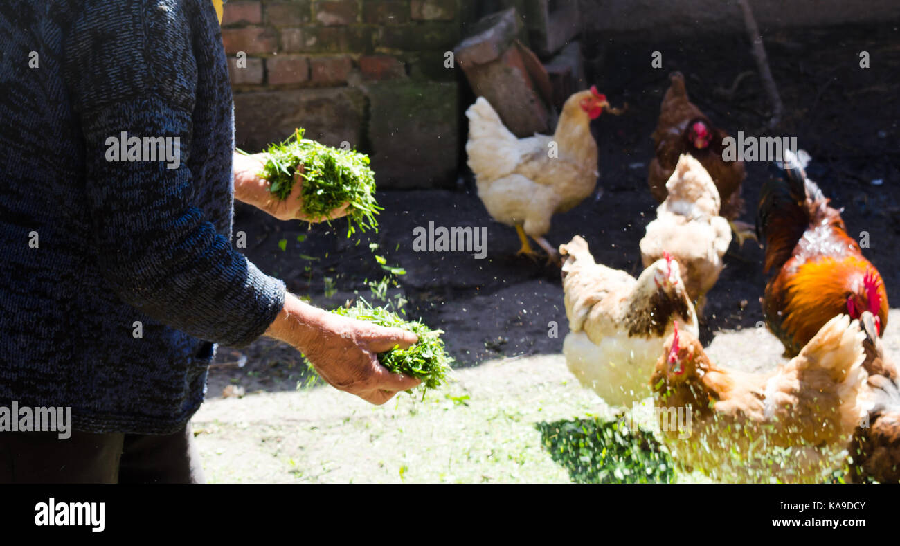 Landwirt Fütterung Hühner im Stall mit kein Gesicht gezeigt Stockfoto