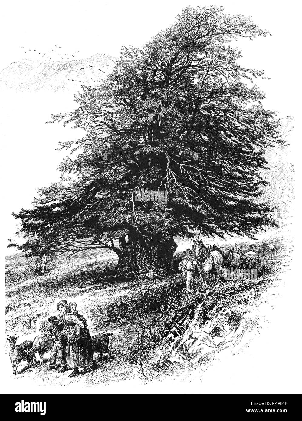 1870: eine Bauernfamilie reisen Vergangenheit einer alten Eibe in Yewdale nahe Coniston Dorf, den Lake District, Cumbria, England Stockfoto