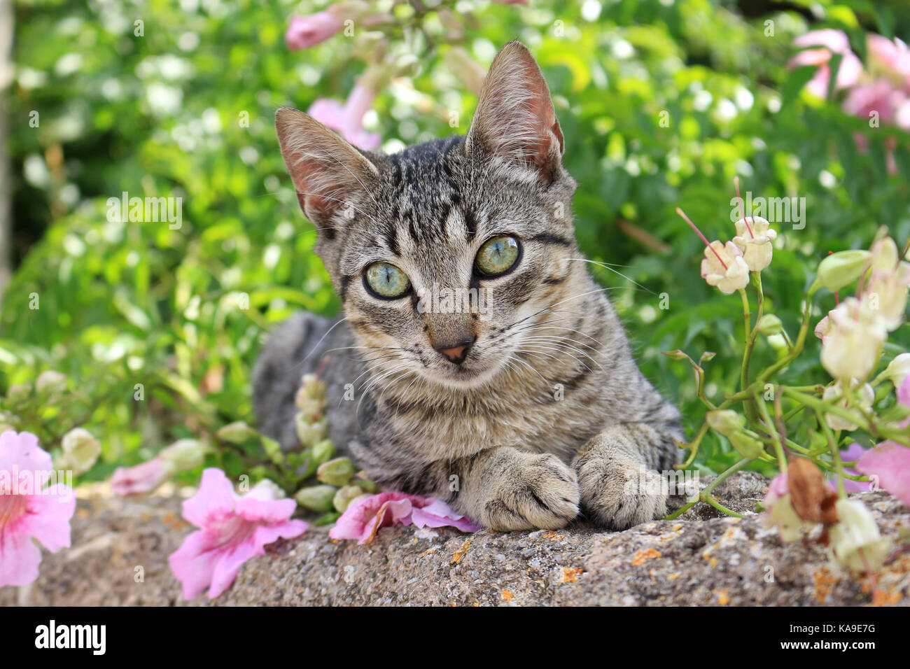 Hauskatze, schwarz gestromt, liegend auf einer Mauer zwischen rosa Blüten Stockfoto
