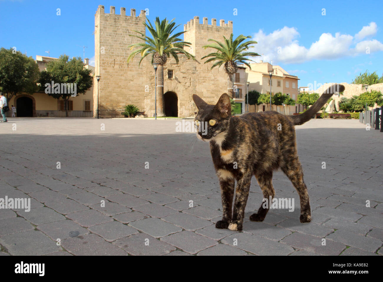 Hauskatze, Schildpatt, stehend auf einem öffentlichen Platz, mallorca, Alcudia Stockfoto