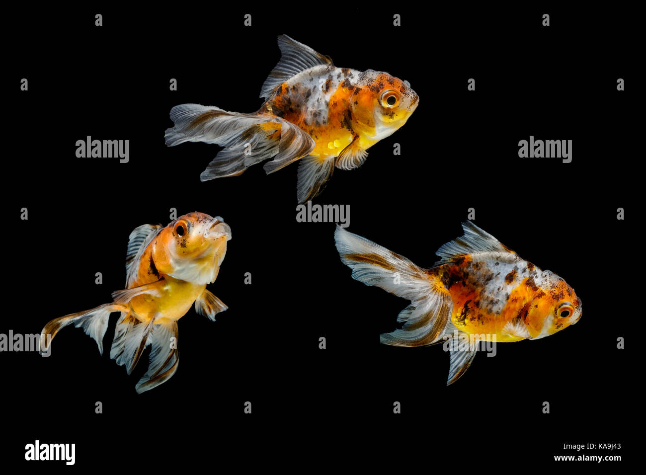 Gold Fish isoliert auf einem schwarzen Hintergrund Stockfoto
