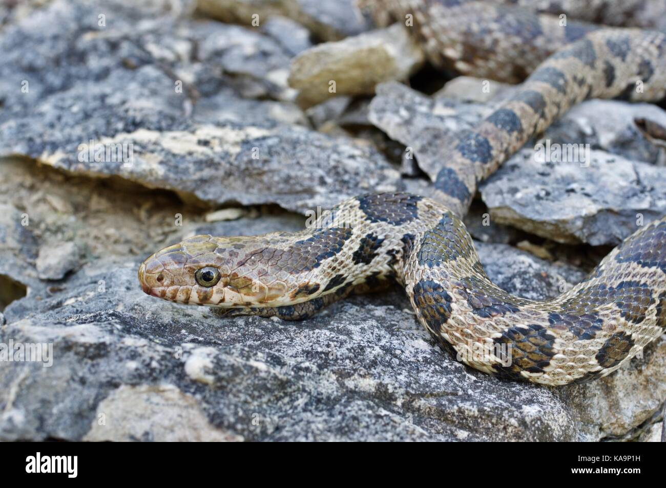 Eine westliche Foxsnake (Pantherophis ramspotti) auf Felsen im Benton County, Iowa, USA, gespult Stockfoto