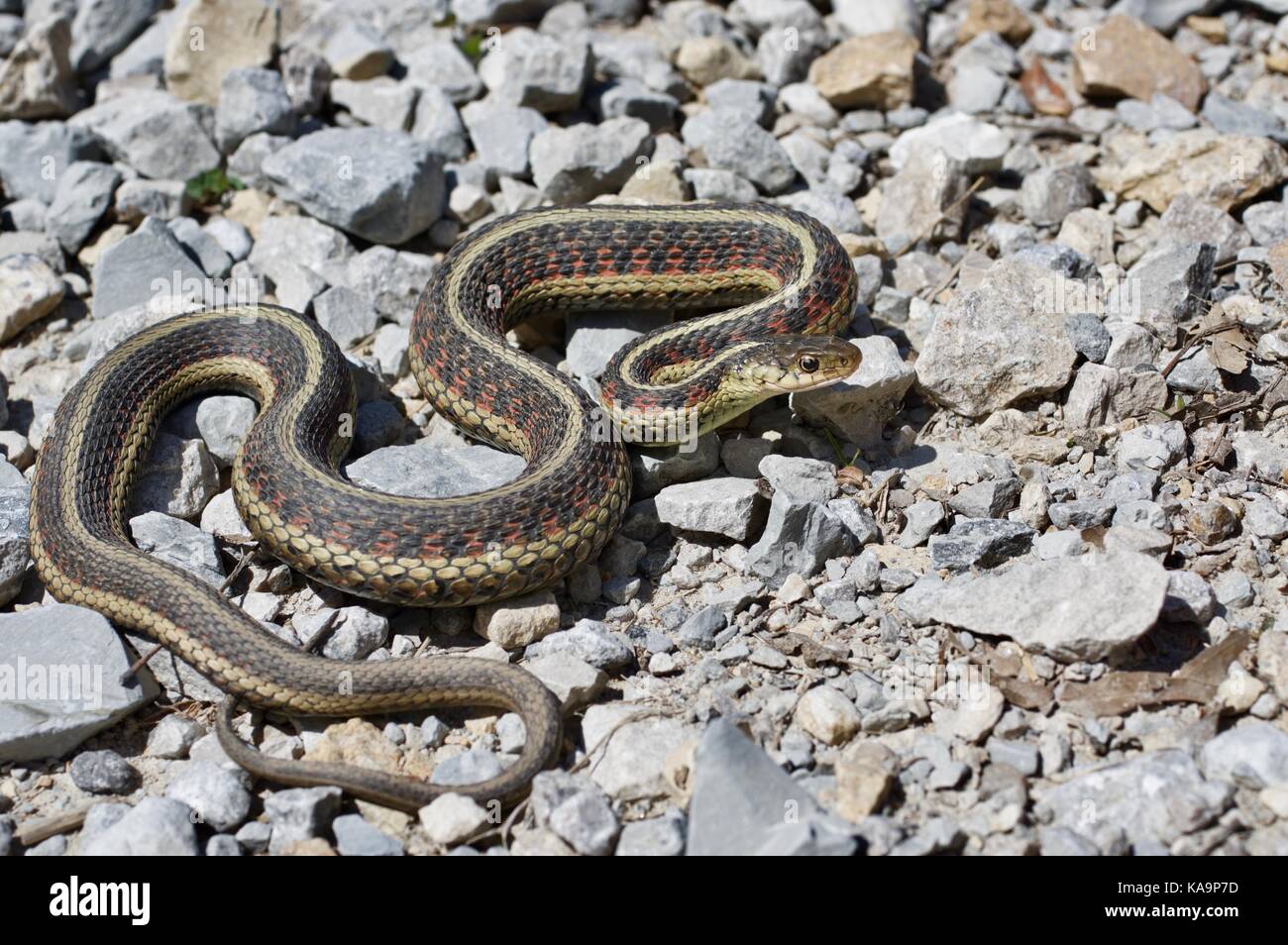 Ein rot-seitig Gartersnake (Thamnophis sirtalis Parietalis) auf einer Schotterstraße im Benton County, Iowa, USA Stockfoto