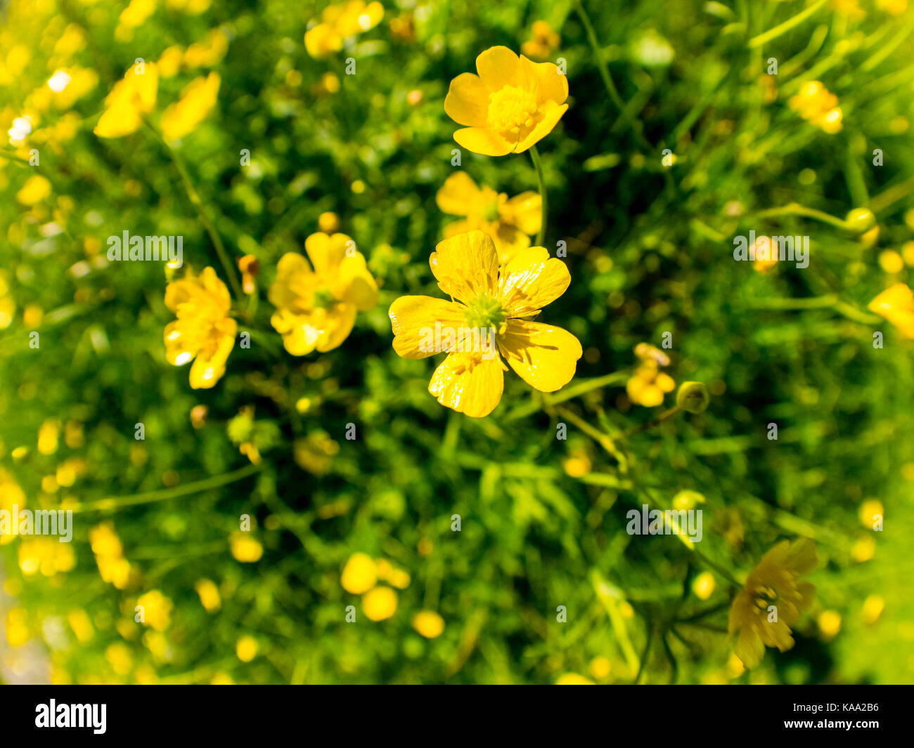 Schöne Wiese. Fisheye Bild. Aufgenommen mit Olympus OM-D E-M1. Stockfoto