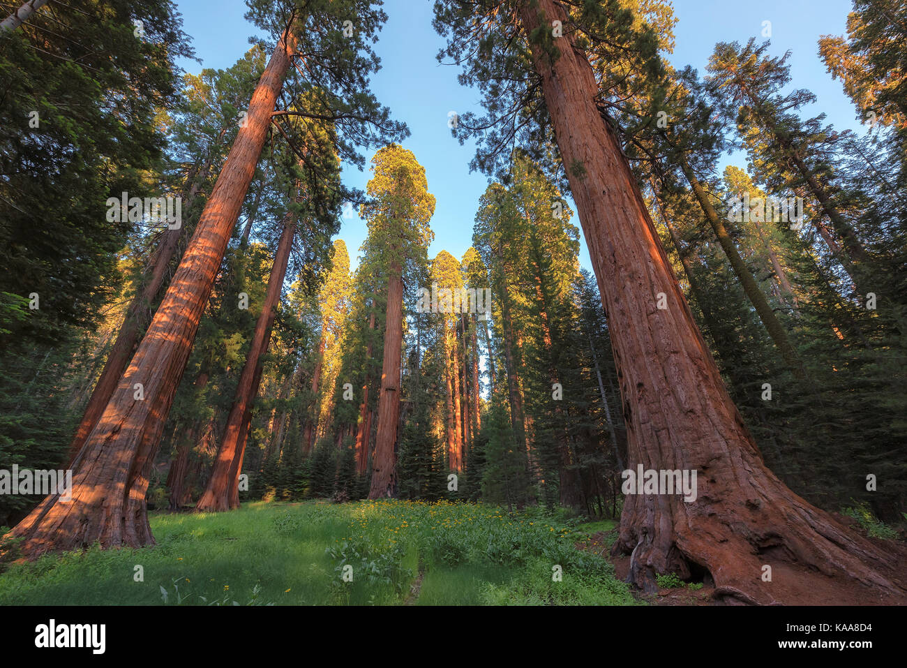 Redwood Bäume im Sequoia National Park, Kalifornien. Stockfoto