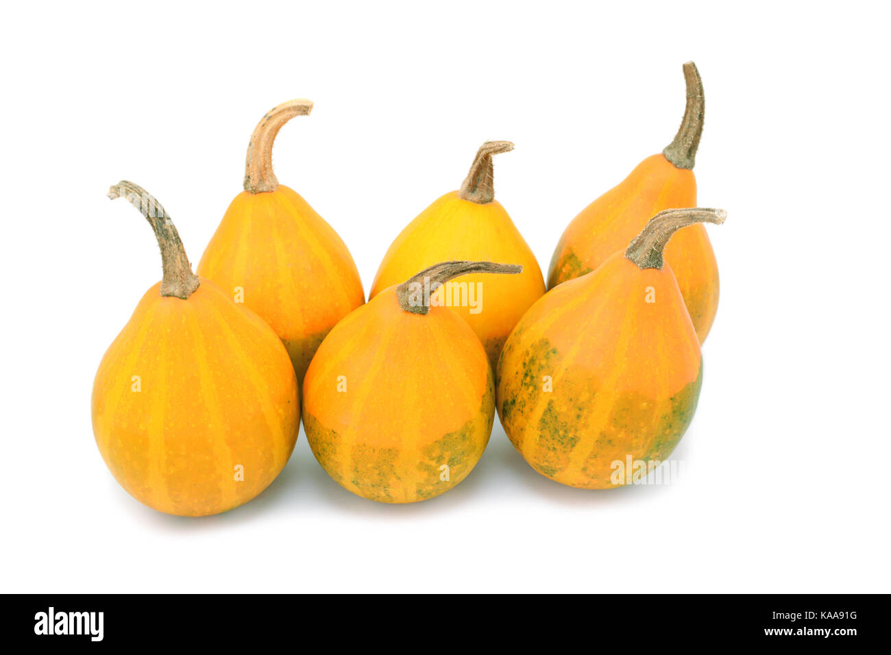 Sechs orange Pear bicolor dekorative Kürbisse mit blass grün Markierungen, auf weißem Hintergrund Stockfoto