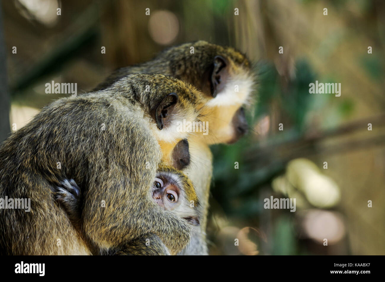 Baby Green Monkey an seine Mutter - Barbados Stockfoto