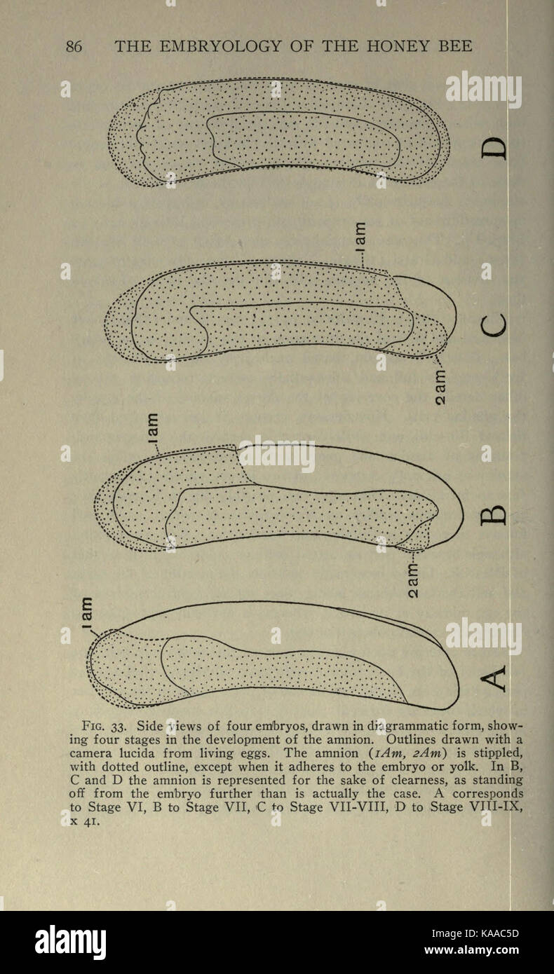 Der embryologie der Honey Bee (Seite 86) BHL 21526575 Stockfoto
