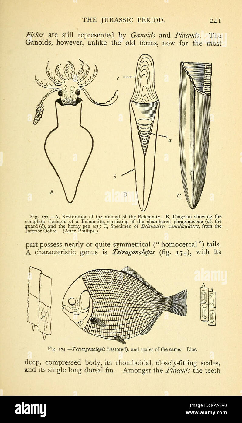 Die alten Leben Geschichte der Erde (Seite 241) BHL 40460414 Stockfoto
