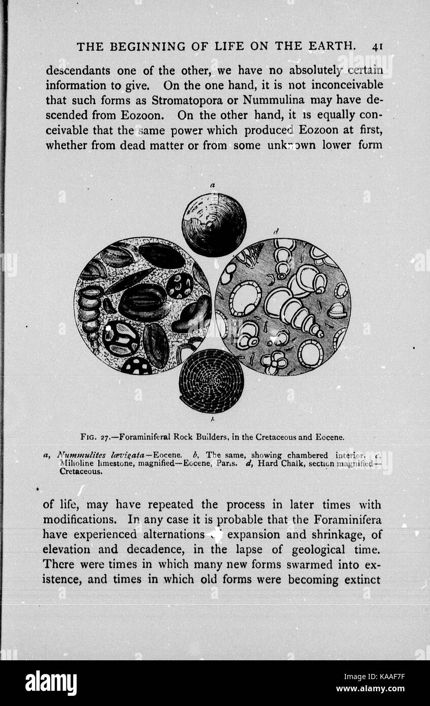 Die Kette des Lebens in der geologischen Zeit BHL 26658477 Stockfoto