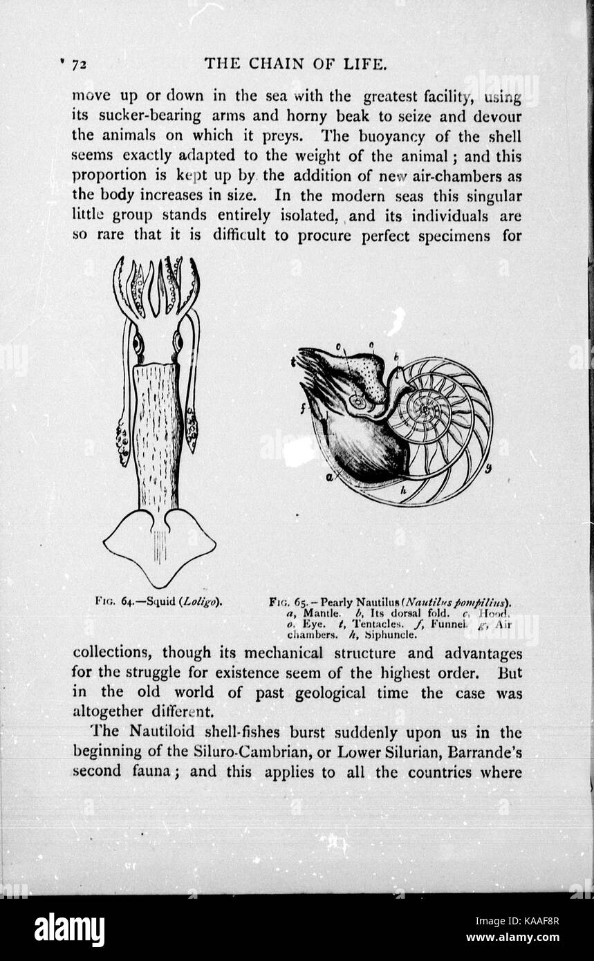Die Kette des Lebens in der geologischen Zeit BHL 26658508 Stockfoto