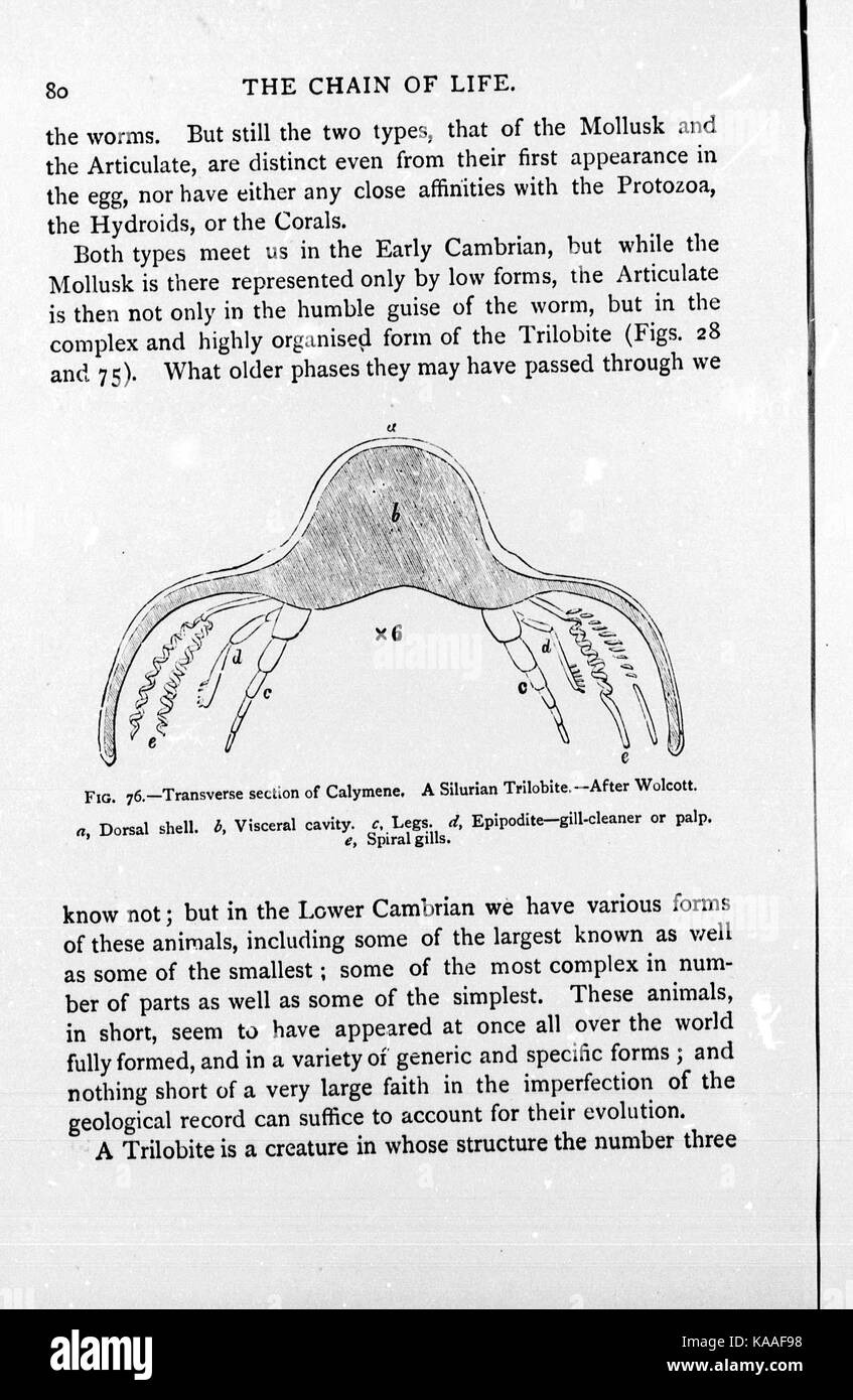 Diese Illustration mit dem Titel „die Kette des Lebens in geologischer Zeit“ stellt die Zeitlinie der Lebensformen in der Geschichte der Erde dar und veranschaulicht die Evolution des Lebens von alten Organismen zu modernen Arten. Stockfoto