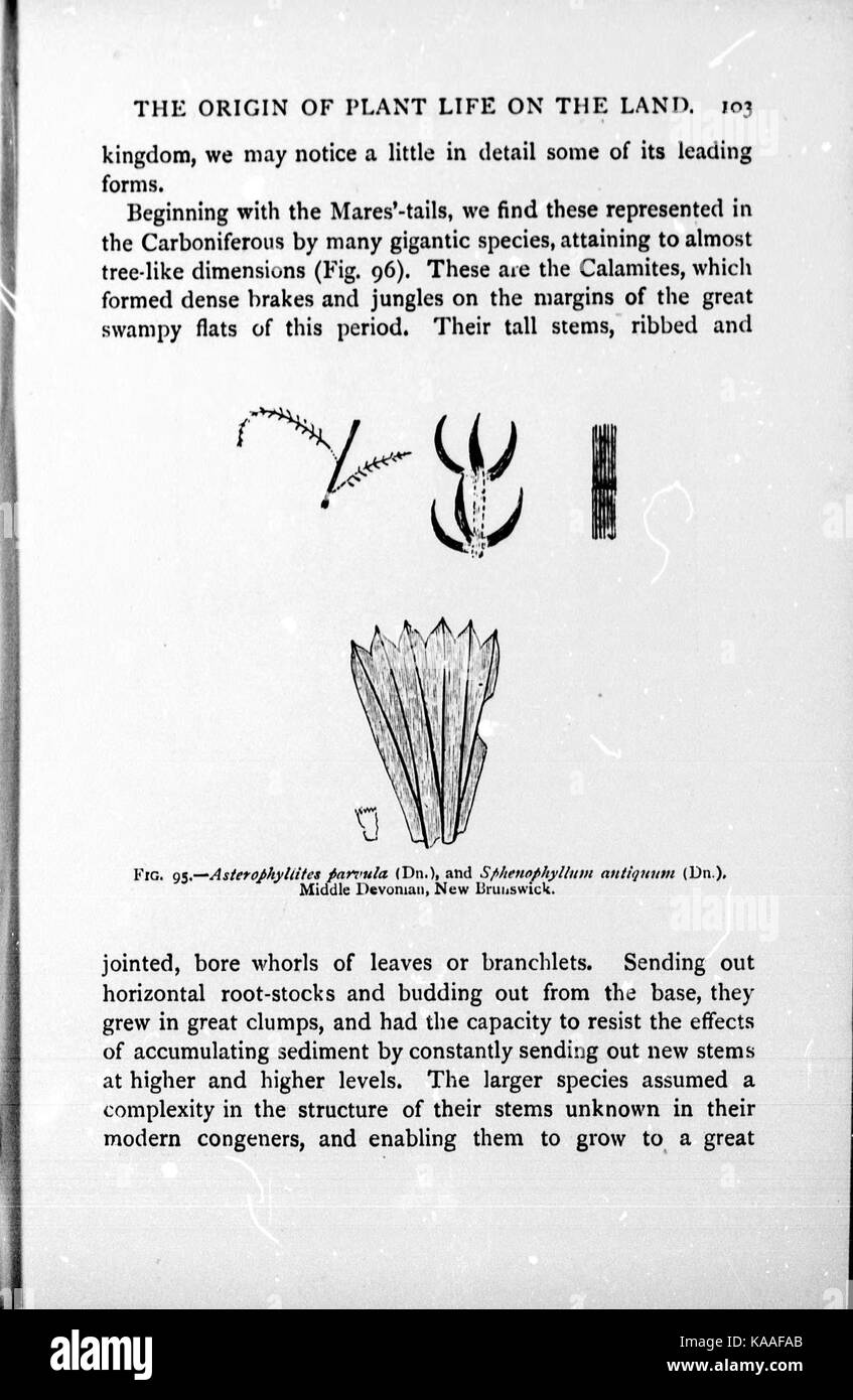 Diese Arbeit beschäftigt sich mit dem Konzept der geologischen Zeitskala, veranschaulicht die Kette des Lebens von den frühesten bekannten Organismen bis hin zu modernen Arten und hebt wichtige evolutionäre Ereignisse und die Veränderungen in der Biosphäre der Erde über Millionen von Jahren hervor. Stockfoto