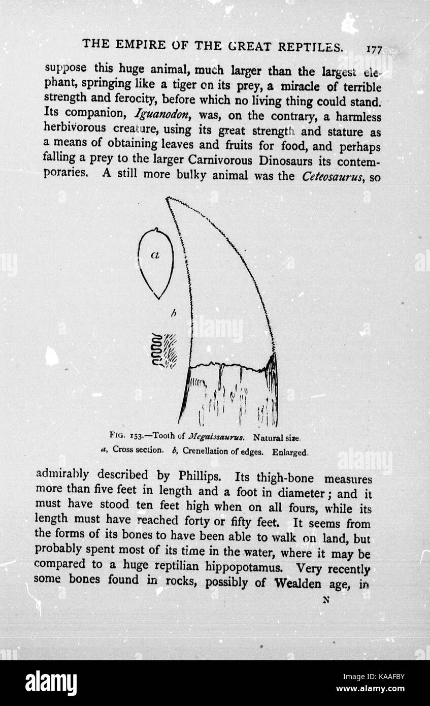 Die Kette des Lebens in der geologischen Zeit BHL 26658617 Stockfoto