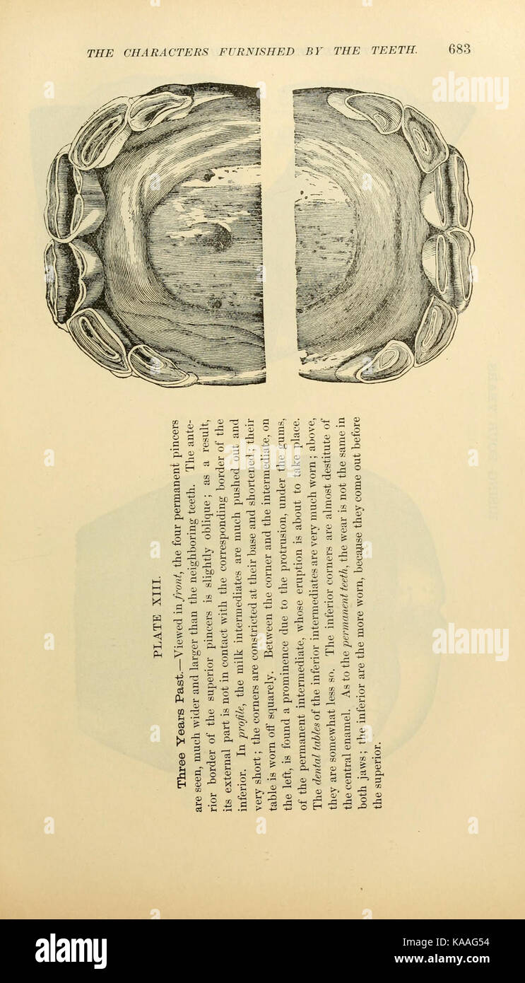 Das Exterieur des Pferdes (Seite 683) BHL 21661626 Stockfoto