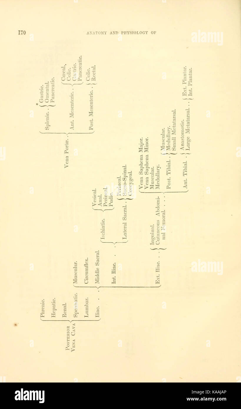 Diese Referenz befasst sich mit der Anatomie und Physiologie von Pferden, insbesondere Seite 170 eines wissenschaftlichen Textes, der Einblicke in die biologische Struktur und Funktion von Pferden bietet. Es kann Details über den Bewegungsapparat, das Herz-Kreislauf-System und andere biologische Prozesse von Pferden enthalten. Stockfoto