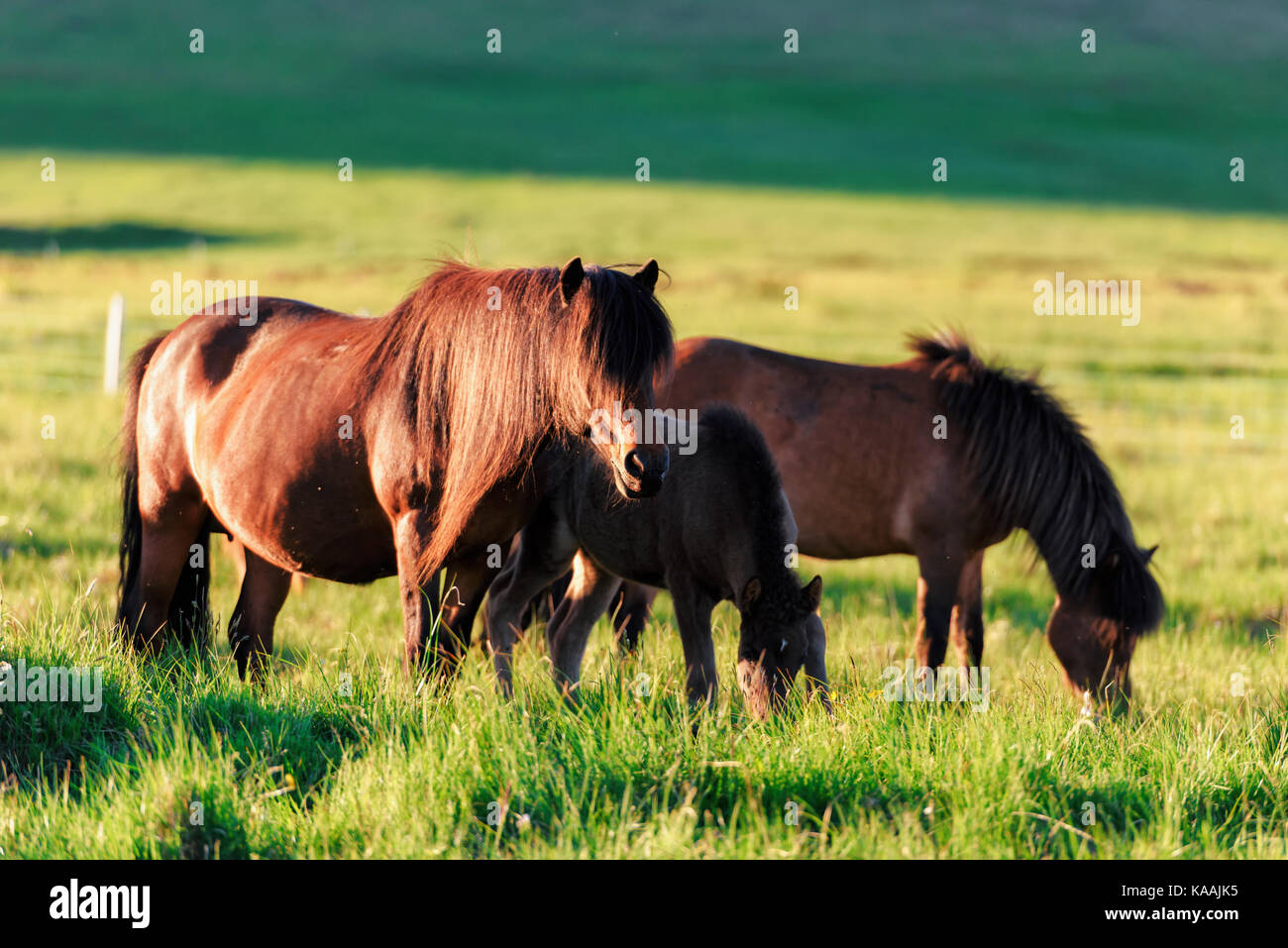 Familie der Islandpferde Stockfoto