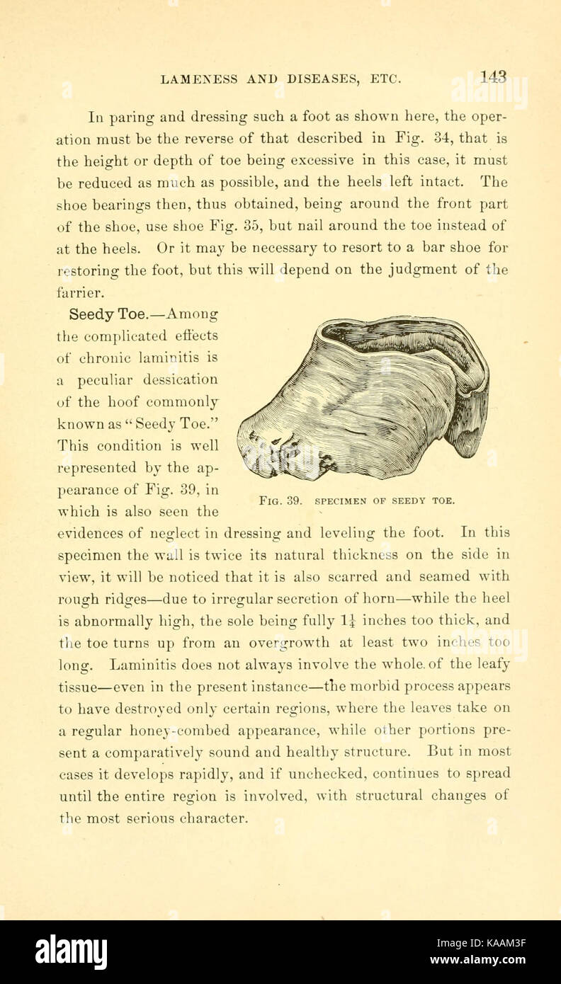 Russell auf wissenschaftlichen horseshoeing zur Nivellierung und Ausgleichen der Aktion und Gang der Pferde und die Sanierung und Heilung von verschiedenen Krankheiten des Fußes (Seite 143) BHL 19281291 Stockfoto Russell auf wissenschaftlichen horseshoeing zur Nivellierung und Ausgleichen der Aktion und Gang der Pferde und die Sanierung und Heilung von verschiedenen Krankheiten des Fußes (Seite 143) BHL 19281291 Stockfoto