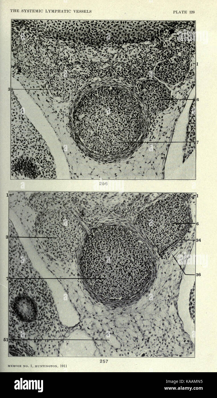 Diese Abbildung zeigt die Anatomie und Entwicklung der systemischen Lymphgefäße bei der Hauskatze und bietet detaillierte Einblicke in deren biologische Struktur und Funktion innerhalb der Spezies. Stockfoto