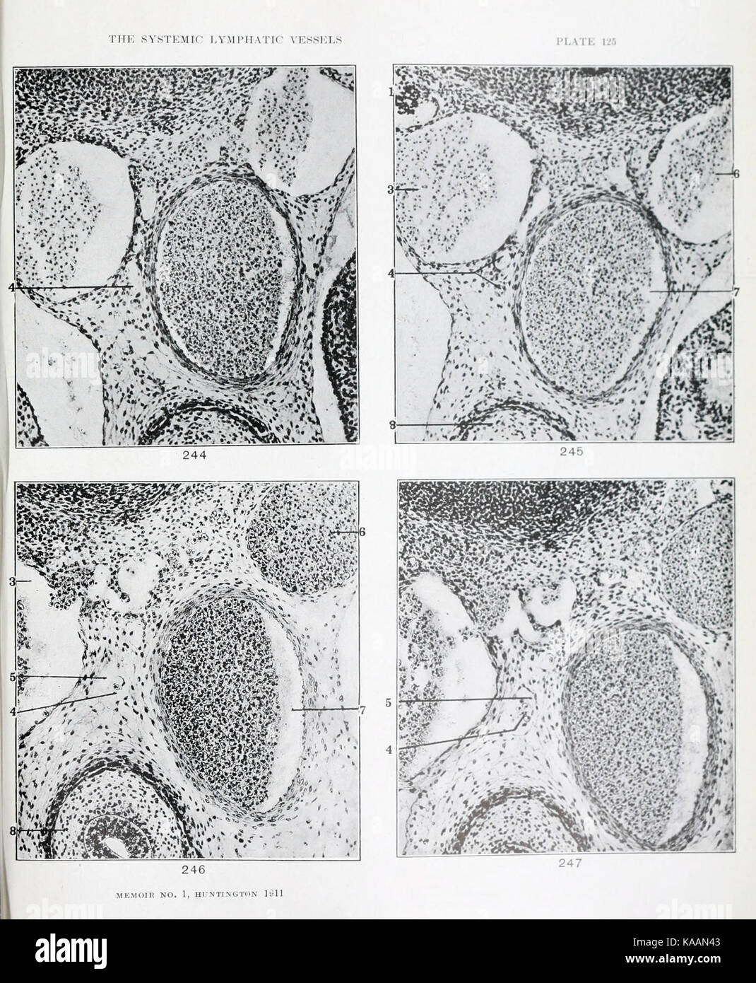 Die Anatomie und die Entwicklung der systemischen Lymphgefäße in der hauskatze BHL 21440613 Stockfoto