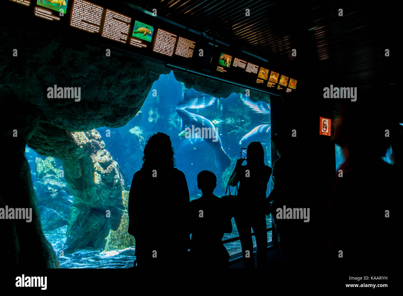Nicht identifizierte Personen in das Aquarium von Genua. Stockfoto