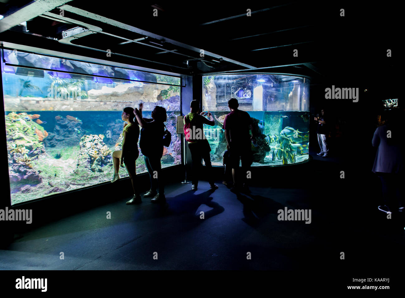 Nicht identifizierte Personen in das Aquarium von Genua. Stockfoto