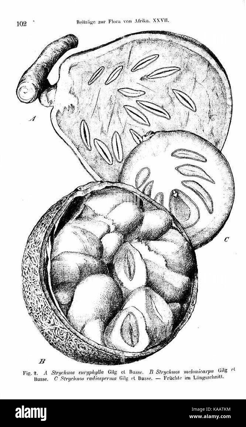 Strychnos madagascariensis ist eine in Madagaskar heimische Pflanzenart, die für ihre medizinischen Eigenschaften und toxischen Samen bekannt ist und in der traditionellen Medizin verwendet wird. Stockfoto