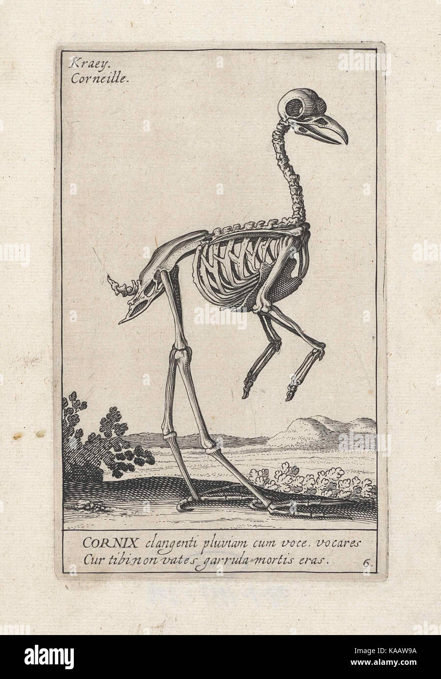 Skelet van een Kraai Stockfoto