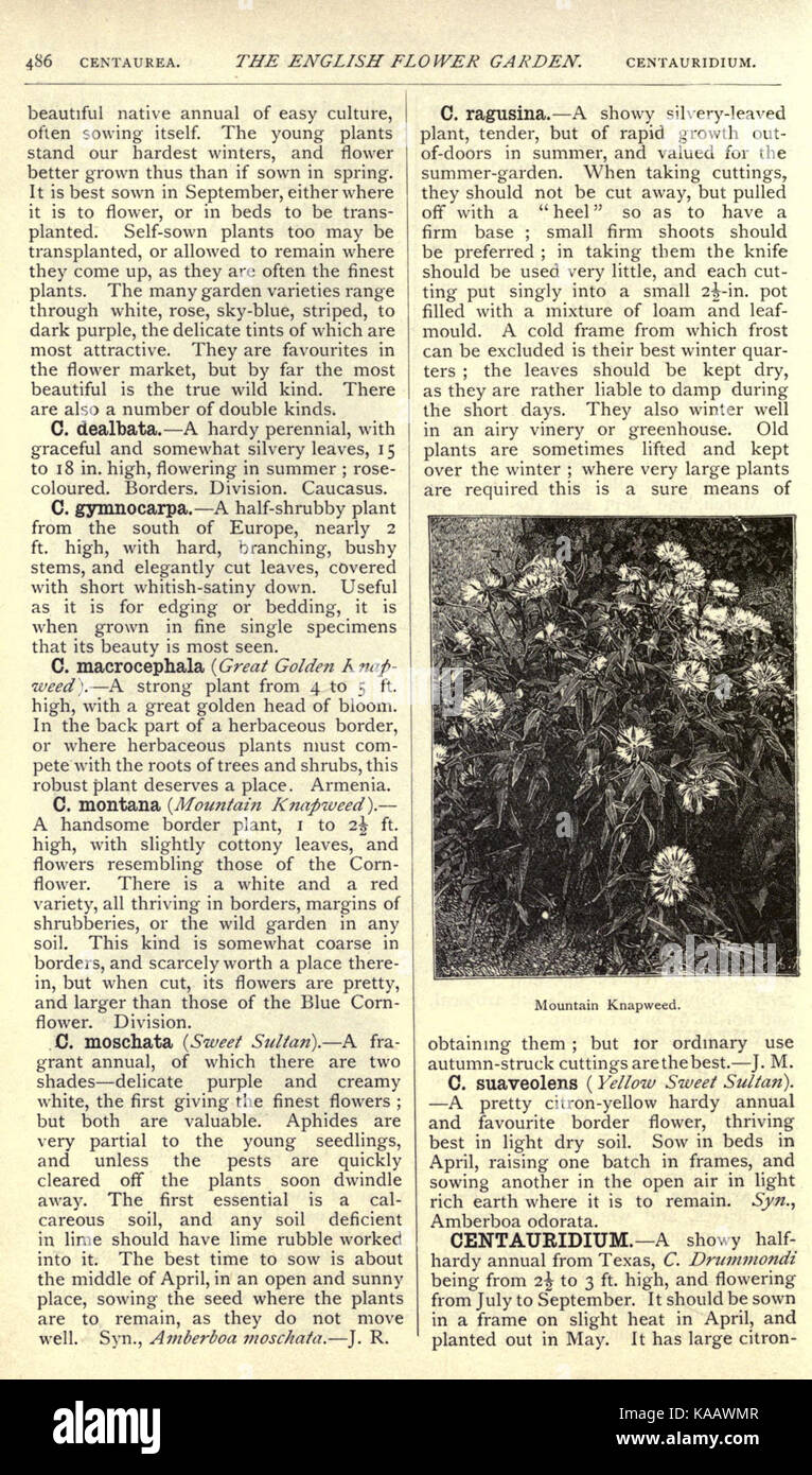 Eine Illustration aus „The English Flower Garden and Home Grounds“, die einen detaillierten Blick auf einen englischen Garten zeigt. Das Bild zeigt verschiedene Pflanzen, Blumen und Gartentechniken. Stockfoto