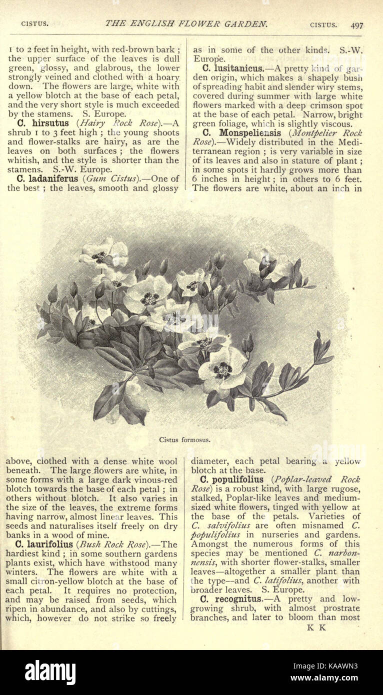 Eine Illustration aus „The English Flower Garden and Home Grounds“, die verschiedene Blumen und Pflanzen zeigt, die typischerweise in englischen Gärten des 19. Jahrhunderts zu finden sind. Stockfoto