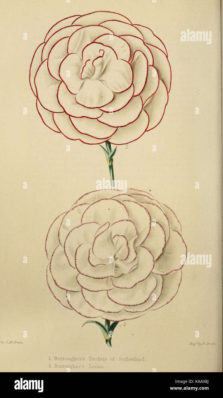 Das blumengeschäft und Garten miscellany (Platte 12) BHL 6044417 Stockfoto