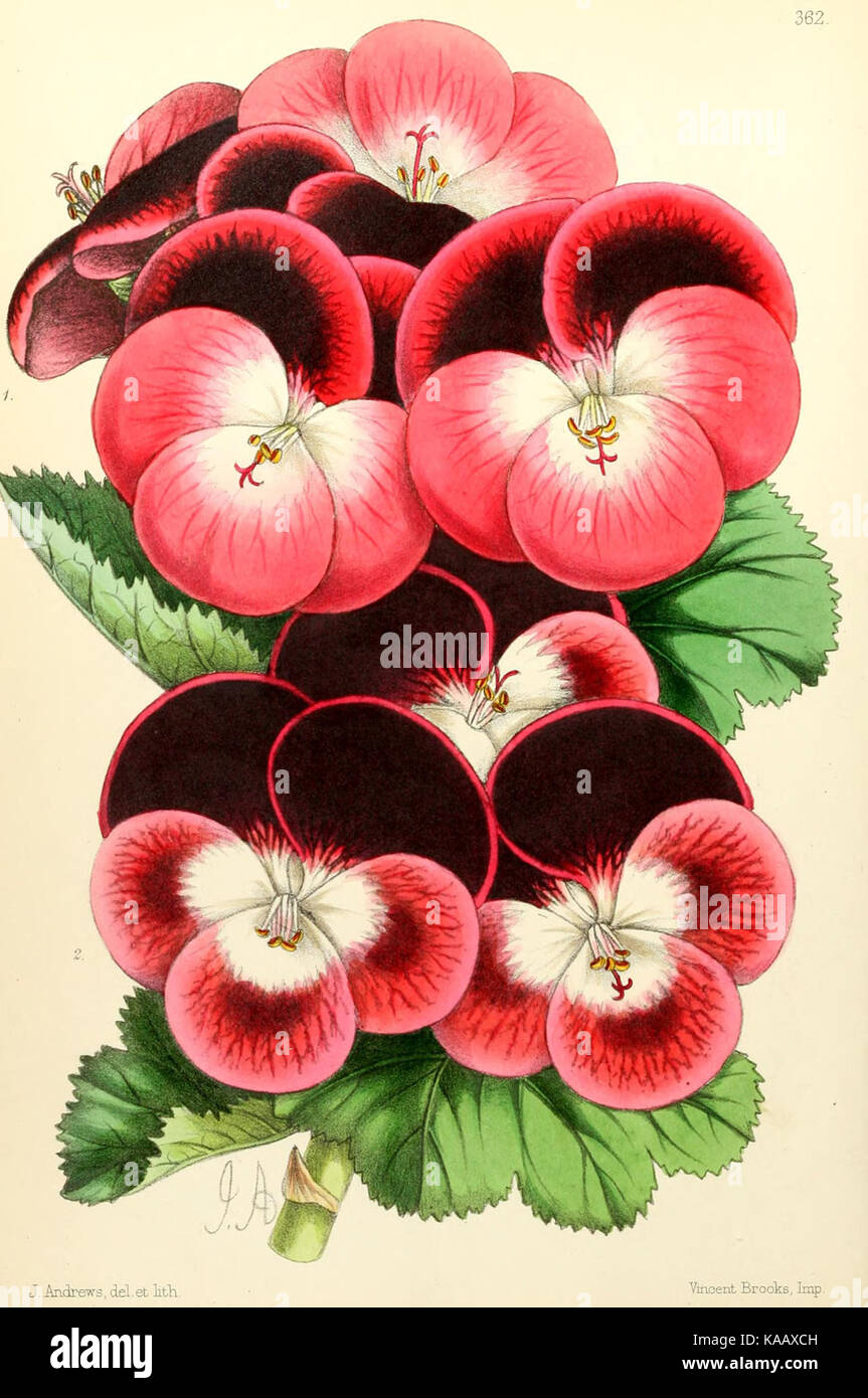 Botanische Illustration aus dem Floral Magazine, Platte 362, mit detaillierter farbiger Zeichnung einer blühenden Pflanze, die in Gartenbaupublikationen des 19. Jahrhunderts verwendet wurde. Stockfoto