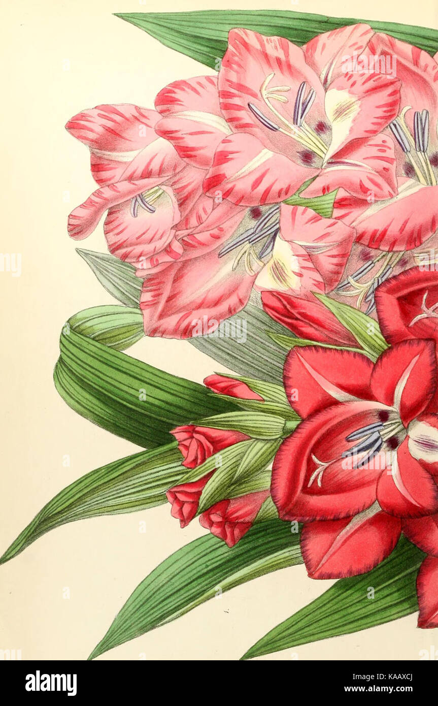Dieses Bild zeigt die Platte 363 aus dem Floral Magazine mit botanischen Illustrationen und detaillierten Darstellungen von Pflanzenarten, die Teil einer Publikation aus dem 19. Jahrhundert ist, die sich mit der Flora befasst. Stockfoto