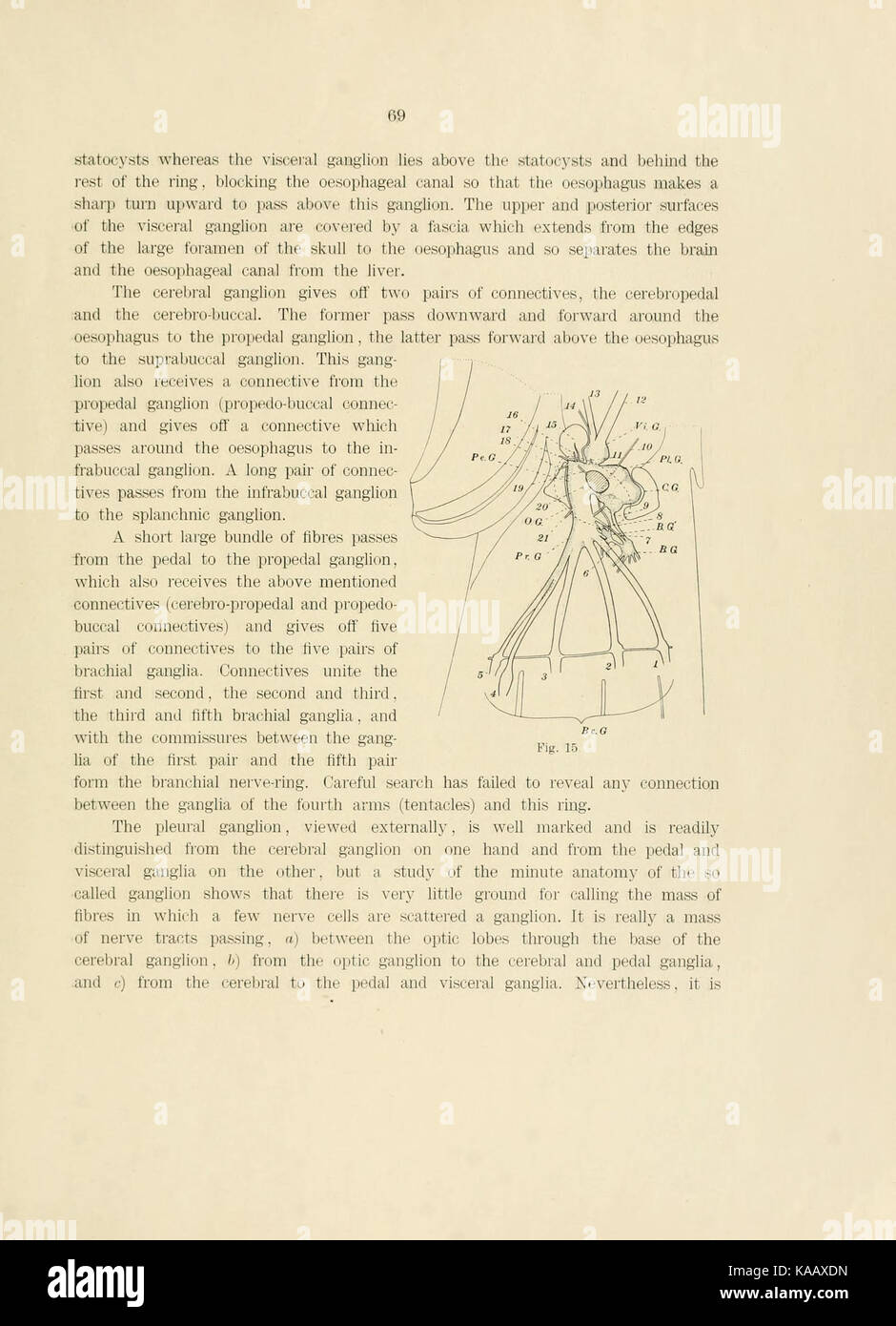 Kalmar anatomie -Fotos und -Bildmaterial in hoher Auflösung – Alamy