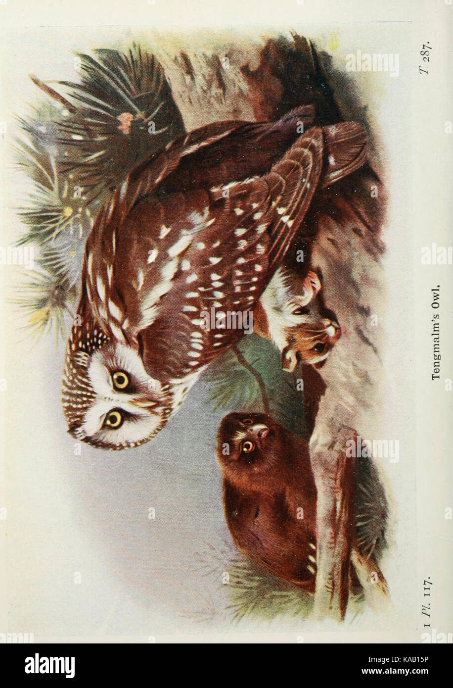 Eine detaillierte Abbildung, die verschiedene Vögel auf den Britischen Inseln neben ihren Eiern zeigt. Das Bild, das Teil einer historischen Sammlung ist, dient als informative Referenz für Vogelarten und deren Nistverhalten während der Zeit. Es spiegelt alte Kunstwerke wider und eignet sich für pädagogische und historische Zusammenhänge. Stockfoto