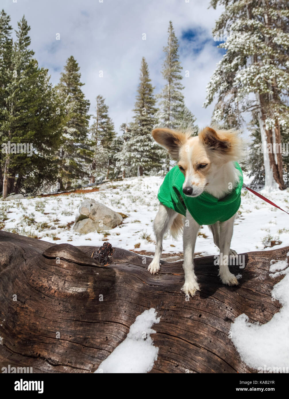 Kleiner Hund, der an schneebedeckten Tagen in der Nähe des Lake George im Mammoth Lakes Basin in Mammoth Lakes, Kalifornien, eine Weste trägt Stockfoto