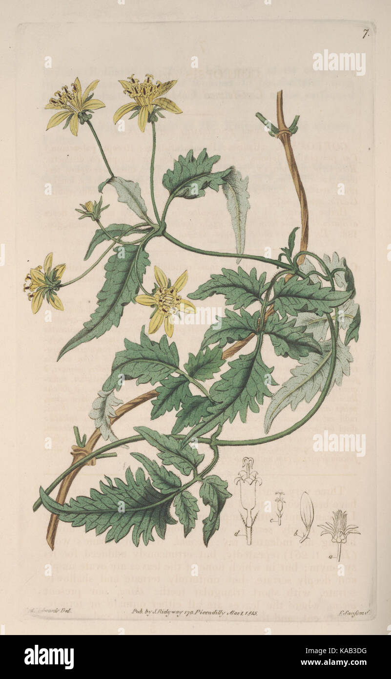 Der Botanische registrieren (Platte 07) BHL 8294 Stockfoto