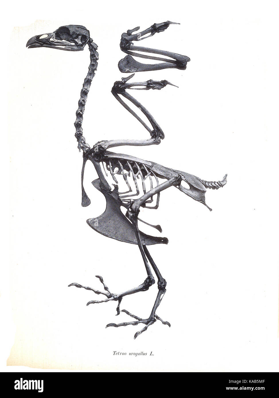 Tetrao urogallus 48 Stockfoto