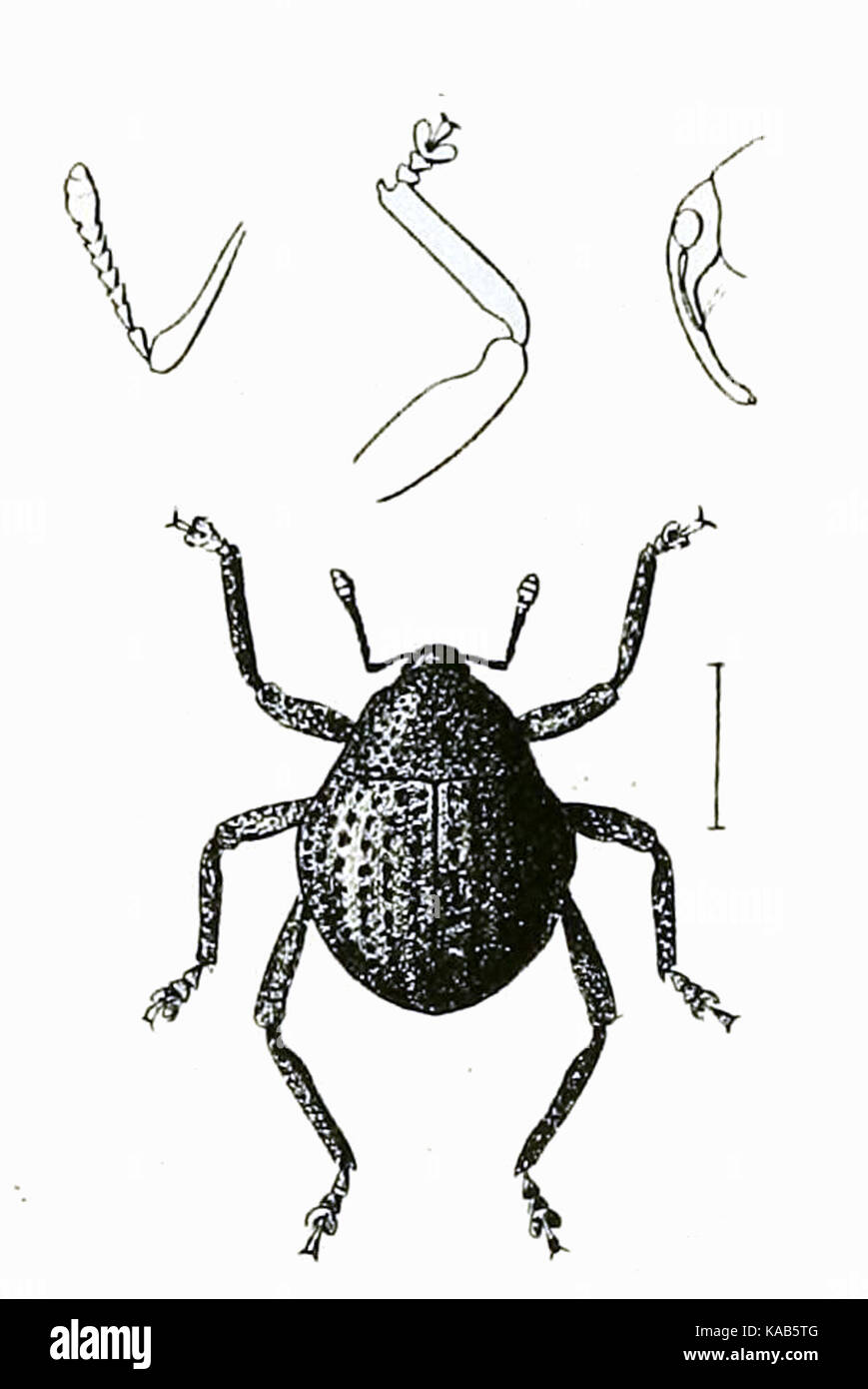 Salcus globosus ist eine Art kleiner wirbelloser Meerestiere, die Teil des Phyls Mollusca ist und in Küstengewässern vorkommt. Er ist bekannt für seine charakteristische kugelförmige Form und ist Teil des Meeresökosystems. Stockfoto