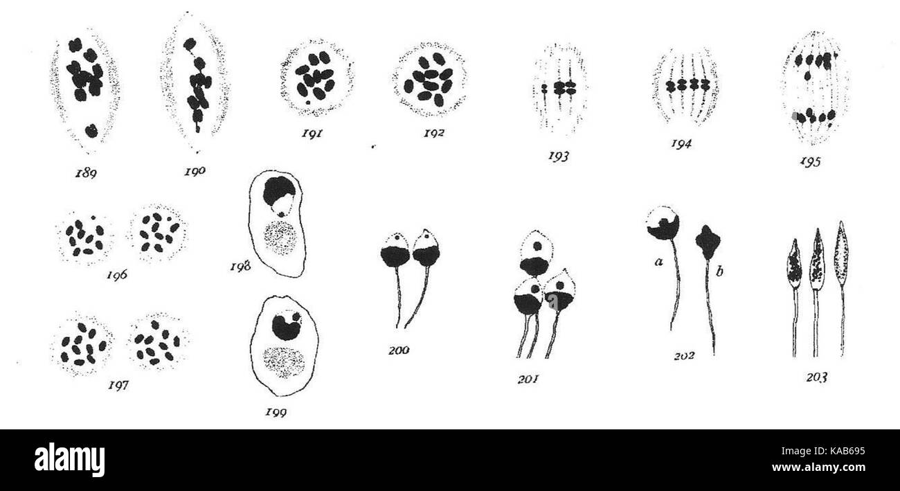 StevensNM StSp 1905 Pl6 R56 Stockfoto