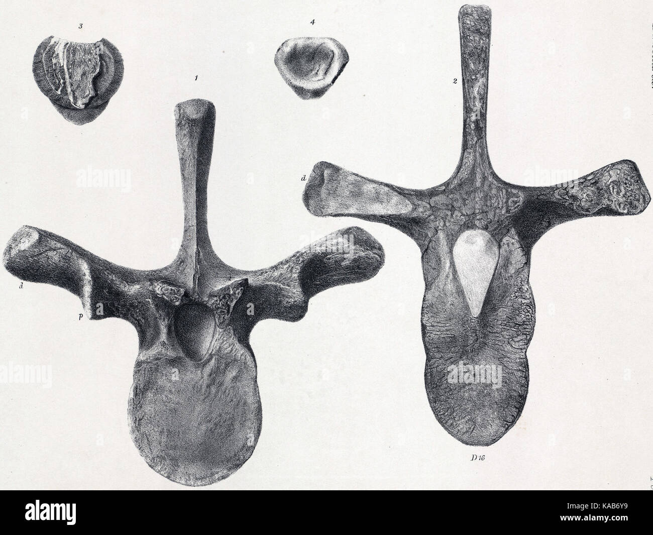 Scleidosaurus Wirbel Stockfoto