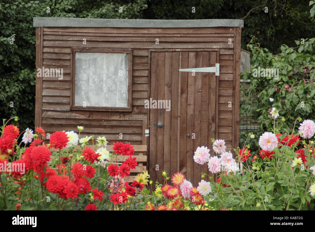 Dahlie Blüten einschließlich Bargaly Erröten und Weston Spanische Tänzerin, blühende vor einem in einem englischen Schrebergarten im Spätsommer vergossen Stockfoto