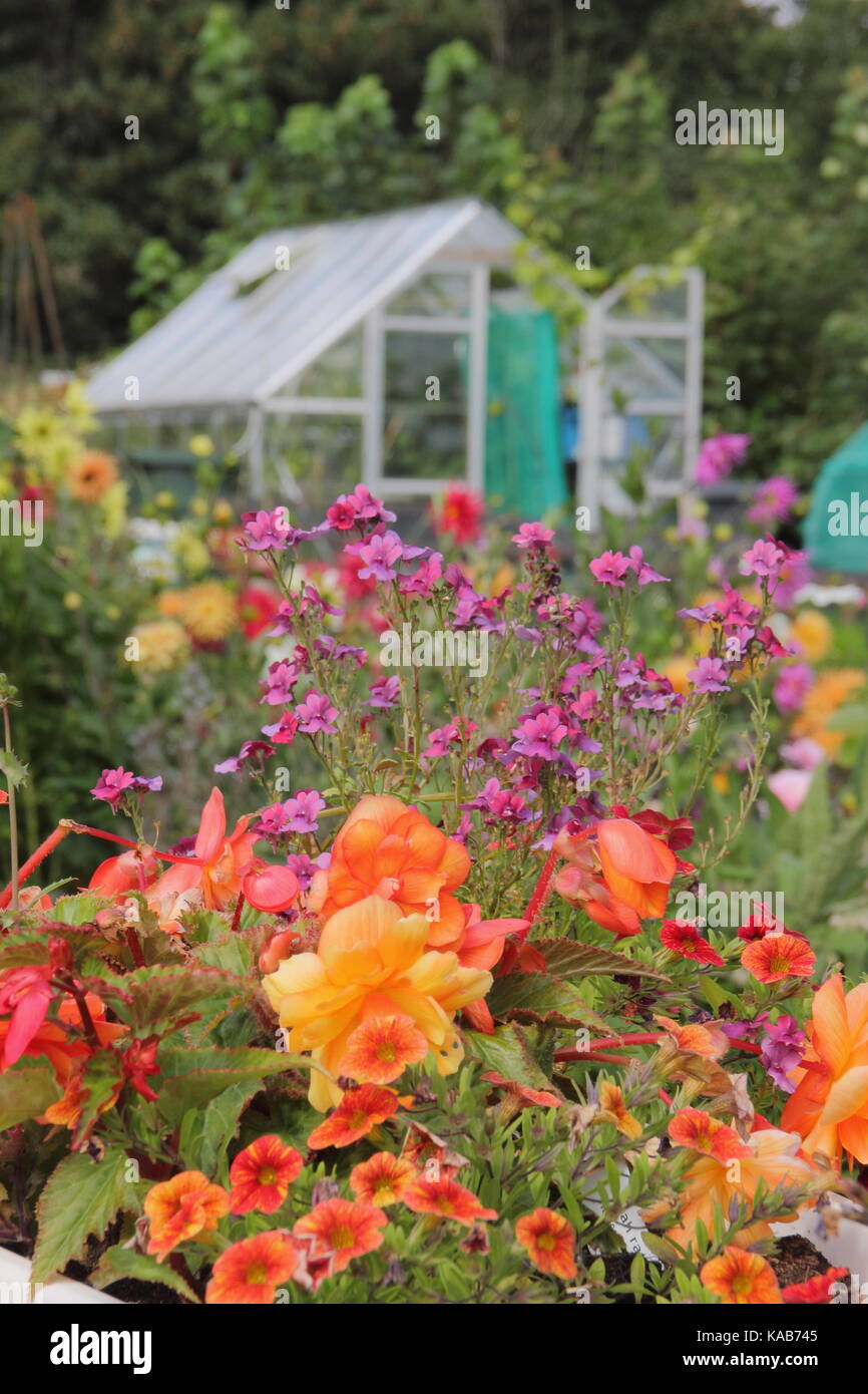 Blumen wachsen in Englisch Schrebergarten Grundstücke in Sommer in Rotherham, South Yorkshire, England, Großbritannien Stockfoto